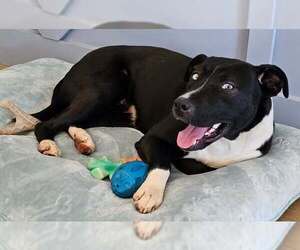 Siberian Husky-Unknown Mix Dogs for adoption in Mount Airy, NC, USA