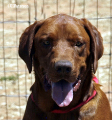 Chesapeake Bay Retriever Dogs for adoption in Scottsdale, AZ, USA