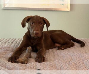Labrador Retriever-Mountain Cur Mix Dogs for adoption in Boston, MA, USA