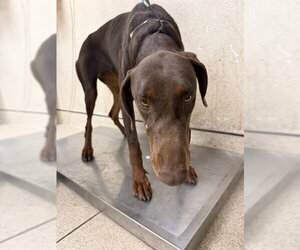 Doberman Pinscher Dogs for adoption in Riverside, CA, USA