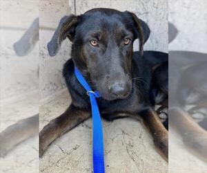 Mutt Dogs for adoption in Chula Vista, CA, USA