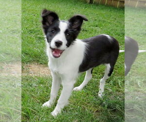 Mutt Dogs for adoption in Grovertown, IN, USA