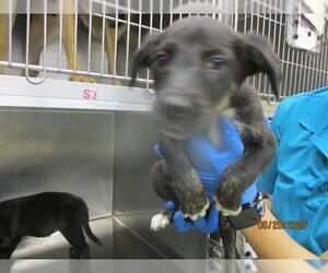 German Shepherd Dog-Unknown Mix Dogs for adoption in Oklahoma City, OK, USA