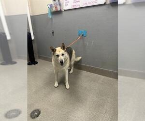 German Shepherd Dog-Unknown Mix Dogs for adoption in Las Vegas, NV, USA