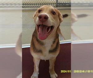 Australian Shepherd-German Shepherd Dog Mix Dogs for adoption in Sanford, FL, USA