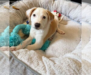 Labbe Dogs for adoption in Chester, VA, USA