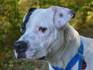 Bullboxer Pit Dogs for adoption in Pittsburgh, PA, USA