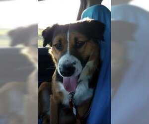 Akita-German Shepherd Dog Mix Dogs for adoption in La Mesa, CA, USA