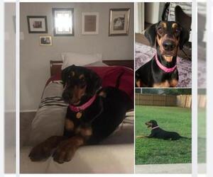 Doberman Pinscher Dogs for adoption in DALLAS, TX, USA