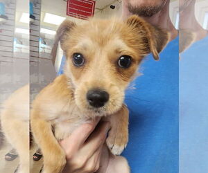Chihuahua-Unknown Mix Dogs for adoption in Oakland Park, FL, USA