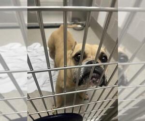 American Pit Bull Terrier-Bulldog Mix Dogs for adoption in Las Vegas, NV, USA