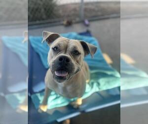 Mutt Dogs for adoption in Chula Vista, CA, USA