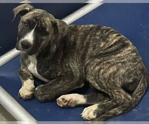 Boxer-Unknown Mix Dogs for adoption in Sterling, MA, USA