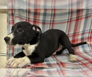 American Pit Bull Terrier-Labrador Retriever Mix Dogs for adoption in HESPERIA, CA, USA
