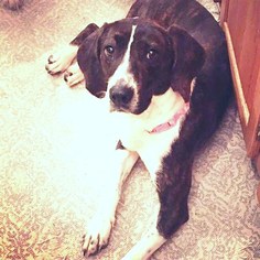 Medium Photo #1 Beagle-Plott Hound Mix Puppy For Sale in Cool Ridge, WV, USA
