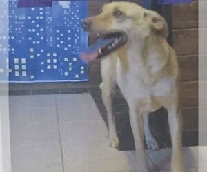 Labrador Retriever-Unknown Mix Dogs for adoption in Carrollton, TX, USA