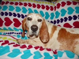 Bagle Hound Dogs for adoption in Old Fort , NC, USA
