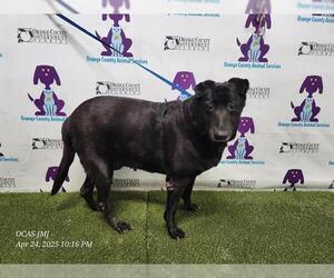 Labrador Retriever Dogs for adoption in Orlando, FL, USA