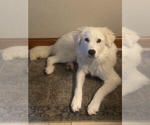 Great Pyrenees-Unknown Mix Dogs for adoption in Columbus, IN, USA