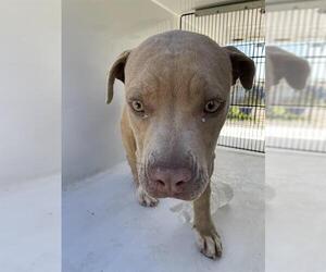 American Pit Bull Terrier Dogs for adoption in Houston, TX, USA