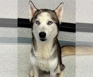 Siberian Husky Dogs for adoption in Toronto, Ontario, Canada