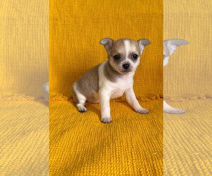 Chiranian Dogs for adoption in Grafton, WI, USA