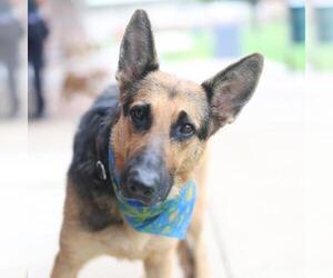 German Shepherd Dog Dogs for adoption in San Antonio, TX, USA