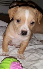 Medium Photo #1 Chiweenie Puppy For Sale in Livonia, MI, USA