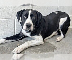 Labrador Retriever Dogs for adoption in Houston, TX, USA