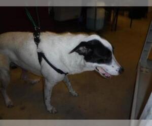 Borador Dogs for adoption in Sanford, FL, USA