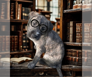 Havanese Dogs for adoption in Mt. Laurel, NJ, USA