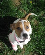 Dorgi Dogs for adoption in Fayetteville, TN, USA