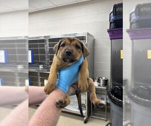 Rottweiler-Unknown Mix Dogs for adoption in Grand Prairie, TX, USA