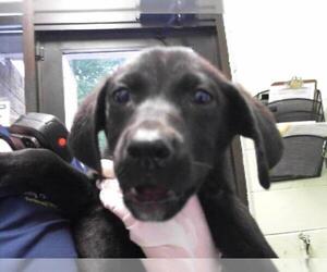 Labrador Retriever-Unknown Mix Dogs for adoption in Tulsa, OK, USA