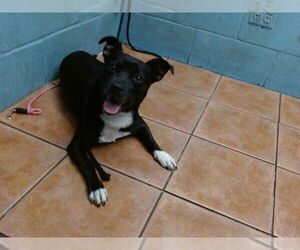 Mutt Dogs for adoption in Downey, CA, USA