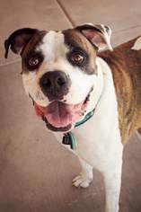 Bulloxer Dogs for adoption in Peoria, AZ, USA
