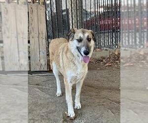 German Shepherd Dog Dogs for adoption in Riverside, CA, USA