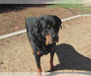 Rottweiler Dogs for adoption in Plano, TX, USA