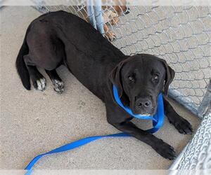 Labrador Retriever Dogs for adoption in Bakersfield, CA, USA
