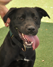 Labrador Retriever-Unknown Mix Dogs for adoption in Asheville, NC, USA
