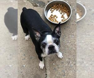 Boston Terrier Dogs for adoption in Lancaster, PA, USA