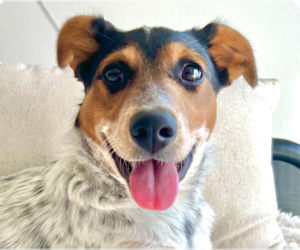 Mutt Dogs for adoption in San Ramon, CA, USA