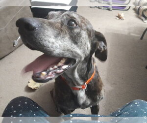 Great Dane Dogs for adoption in Bullard, TX, USA