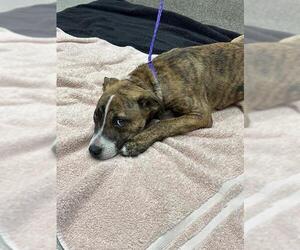 American Pit Bull Terrier-Unknown Mix Dogs for adoption in Las Vegas, NV, USA