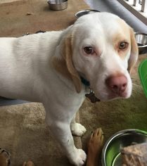 Medium Photo #1 Beagle Puppy For Sale in Gilbertsville, PA, USA