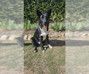 Australian Shepherd-Unknown Mix Dogs for adoption in Paso Robles, CA, USA