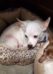 Chihuahua Dogs for adoption in Carroll, IA, USA