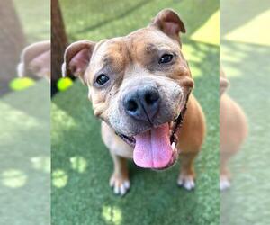 American Pit Bull Terrier-Unknown Mix Dogs for adoption in Minneapolis, MN, USA