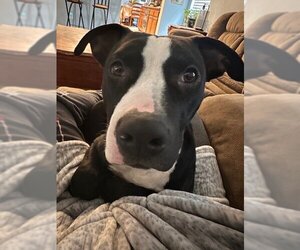 American Pit Bull Terrier-Unknown Mix Dogs for adoption in McKinney, TX, USA