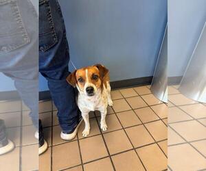 Beagle-Chihuahua Mix Dogs for adoption in Burbank, CA, USA